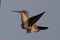 Broad-tailed Hummingbird FtDavis Aug08 166